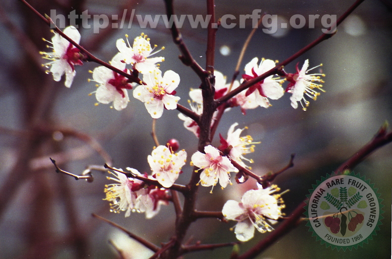 T08_Prunus armeniaca var Mandshurica Manchurian Apricot