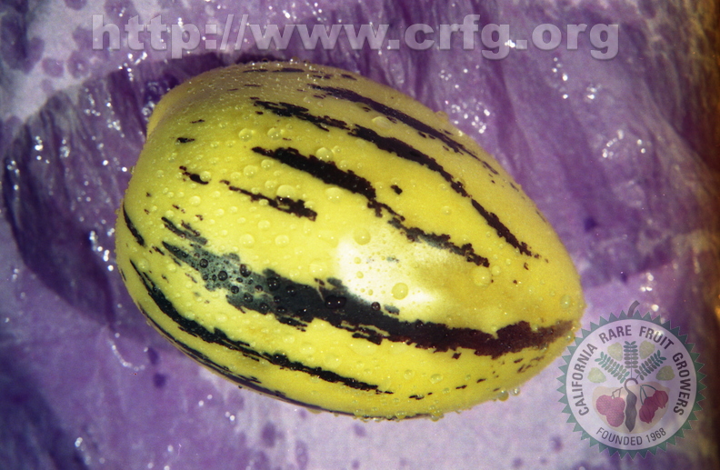 T09_Solanum muricatum - Pepino Dulce