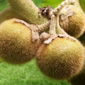 V08_Solanum hirsutissimum a.
by Carlos Velazco