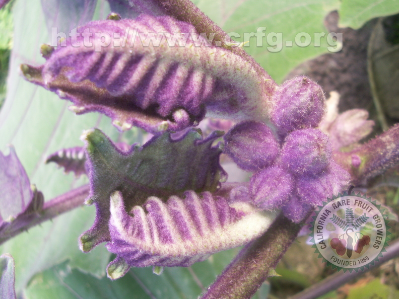 V09_Solanum hirsutissimum b
by Carlos Velazco