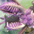 V09_Solanum hirsutissimum b
by Carlos Velazco