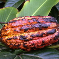 V20_Cacao Criollo
