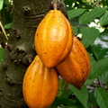V21_Cacao.JPG