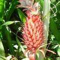 W02_Red Pineapple