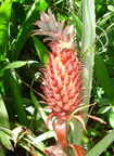 W02_Red Pineapple