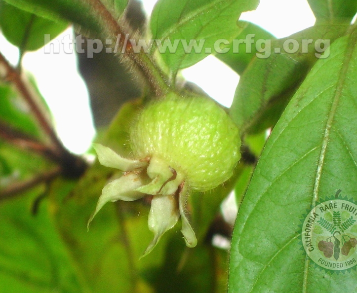 W06_Campomanesia hirsuta - Young hairy Guabiroba