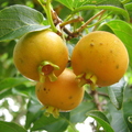 W08_Campomanesia xanthocarpa - Yellow Guabirobas