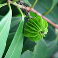 W09_Eugenia multicostata - Unripe Sapiranga fruit