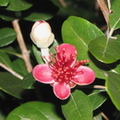 W11_Acca sellowiana - Feijoa flower and bud