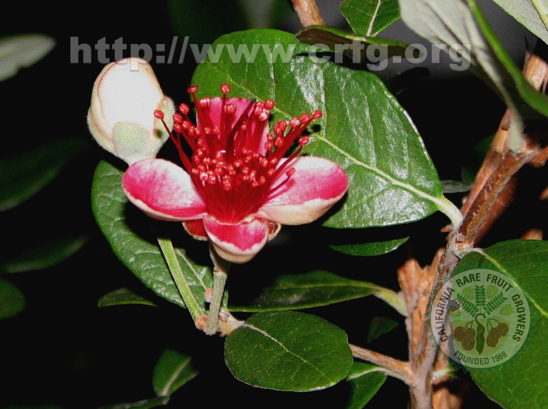 W12_Acca sellowiana - Feijoa flower and bud