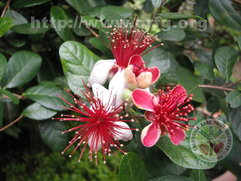 W13_Acca_sellowiana_-_Feijoa_flower_at_different_stages.jpg