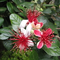 W13_Acca sellowiana - Feijoa flower at different stages