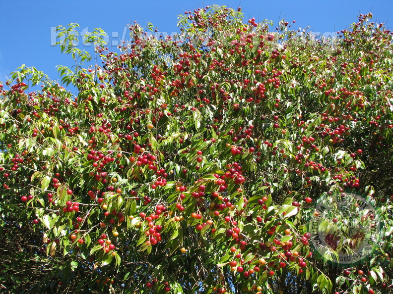 W15_Plinia_rivularis_-_Baporeti_red_fruits.jpg