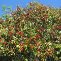 W15_Plinia rivularis - Baporeti red fruits