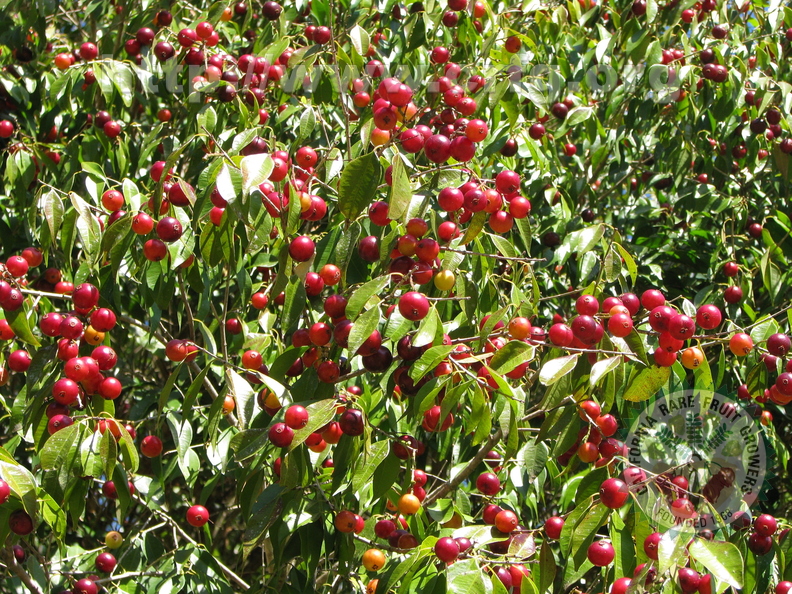 W16_Plinia rivularis - Baporeti red fruits