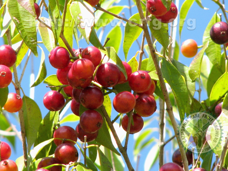 W17_Plinia rivularis - Baporeti red fruits