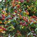 W18_Plinia_rivularis_-_Baporeti_fruits_at_different_ripening_stages.jpg