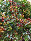 W18_Plinia rivularis - Baporeti fruits at different ripening stages