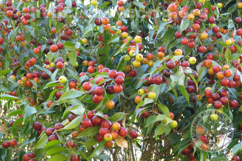 W19_Plinia rivularis - Baporeti fruits at different ripening stages