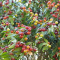 W19_Plinia rivularis - Baporeti fruits at different ripening stages