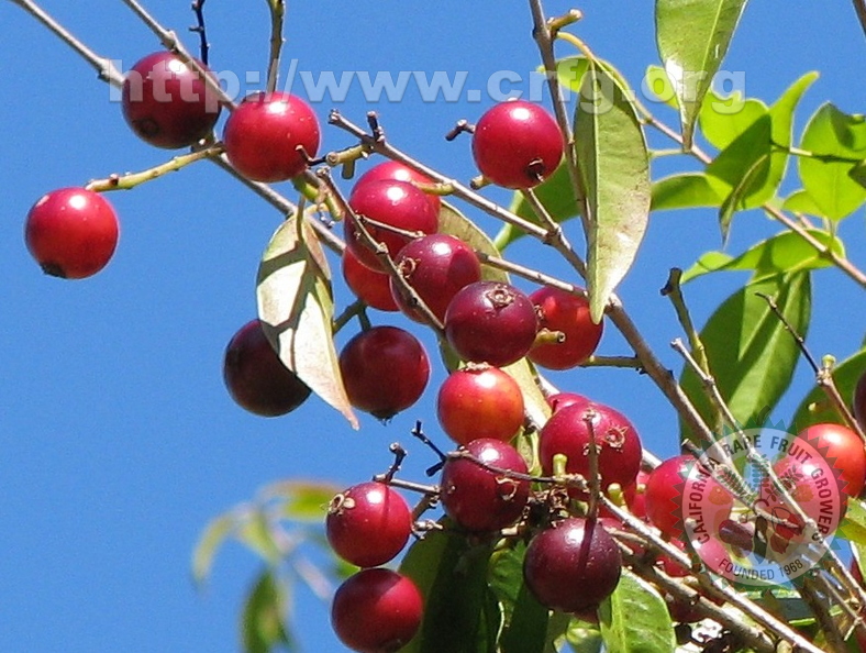 W23_Plinia rivularis - Baporeti red fruits with blue sky background