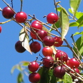 W23_Plinia rivularis - Baporeti red fruits with blue sky background