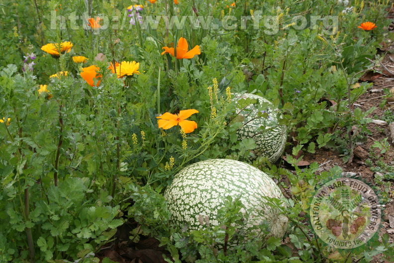 X01_Melon_Patch_Watermelons_surrounded_by_blooming_flowers.JPG