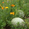X01_Melon Patch Watermelons surrounded by blooming flowers