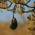 X03_Solo Avocado a lone avocado dangling from a branch