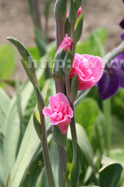 X07_Pretty_in_Pink_two_gladiolas_in_partial_bloom.JPG
