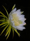 Hylocereus Flower