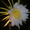 Hylocereus Flower 2