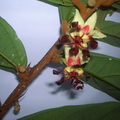 Cupausu (Theobroma grandiflora) flowers 