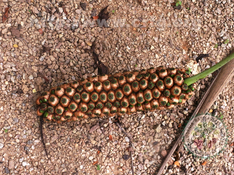 Allagoptera arenaria - Restinga Palm Fruits