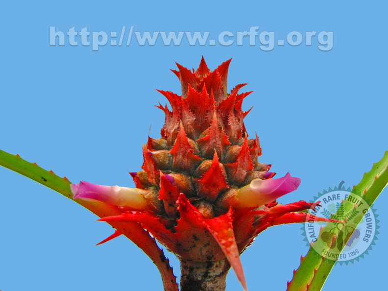Ananas parguazensis, Bromeliaceae (1)
