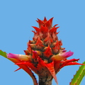 Ananas parguazensis, Bromeliaceae (1)