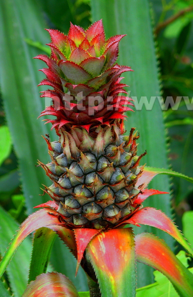 Ananas parguazensis, Bromeliaceae (2)