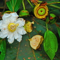 Bellucia grossularioides, Melastomataceae (2)