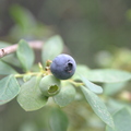 Blueberries San Diego CA