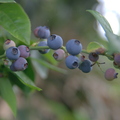 Blueberry San Diego CA