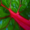 Brassica sp., Brassicaceae