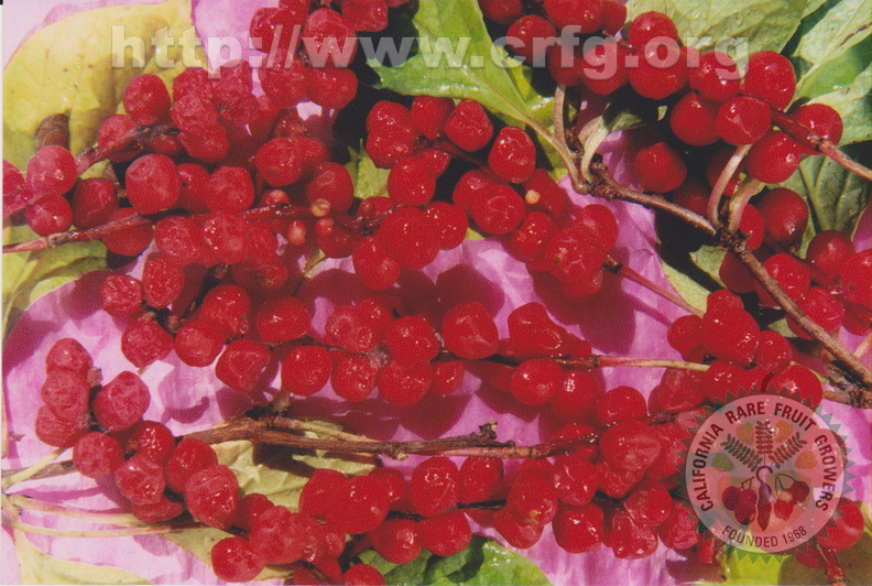 C04_Schisandra_chinensis_Schisandraceae_Magnolia_Vine_Fruit.jpg
