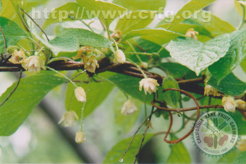 C07_Schisandra_chinensis_Schisandraceae_Magnolia_Vine_Blossoms.jpg