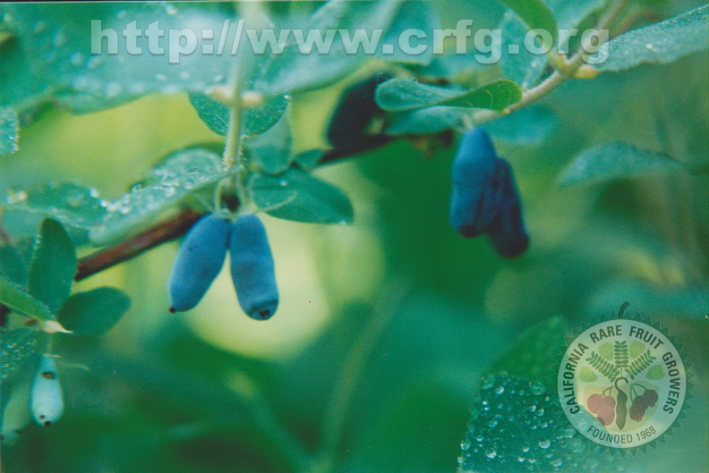 Lonicera kamtchatica Caprifoliaceae Honeyberry