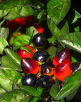 Capiscum frutescens, Solanaceae (1)