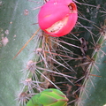 Cereus_hexagonus__Cactaceae__1_.jpg