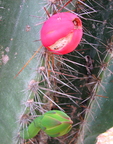 Cereus hexagonus, Cactaceae (1)