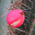 Cereus hexagonus, cactaceae (2)