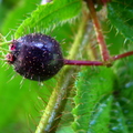Clidemia hirta, Melastomataceae (1)
