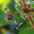Clidemia hirta, Melastomataceae (2)
